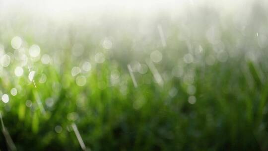 落在草地上的雨滴视频素材模板下载