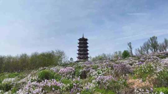 石家庄滹沱河花海