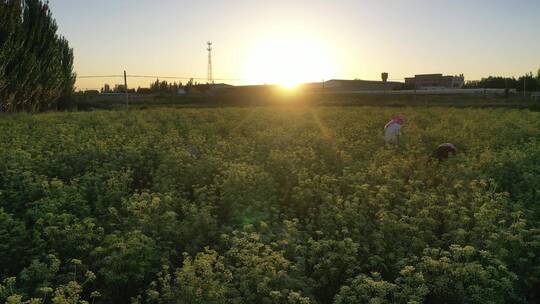 傍晚西芹田地除草妇女