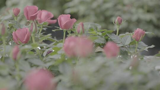 温室花卉LOG视频素材
