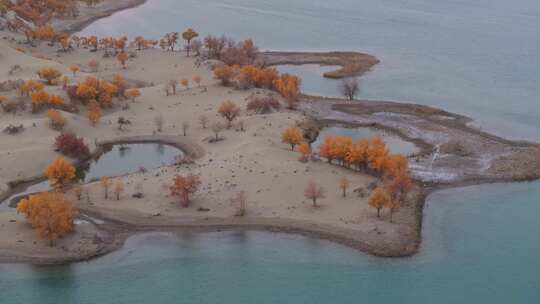 航拍秋天新疆罗布湖畔的胡杨林视频素材模板下载