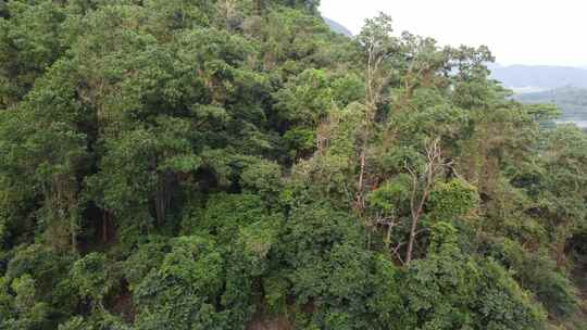 广东东莞：银瓶山森林公园清溪景区山林青翠