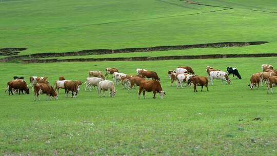 草原上的牛群7