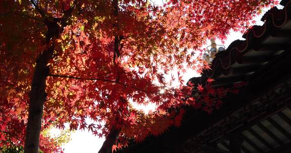 秋天江南古风建筑旁色彩鲜艳的枫叶实拍