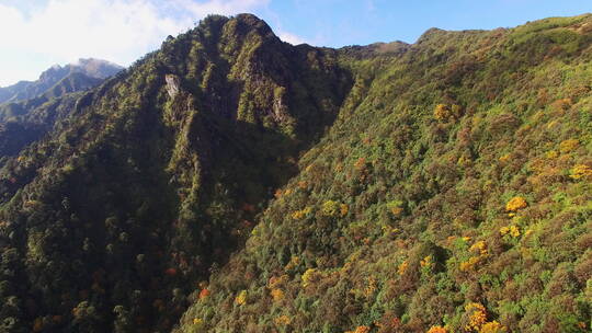 航拍高山秋色森林