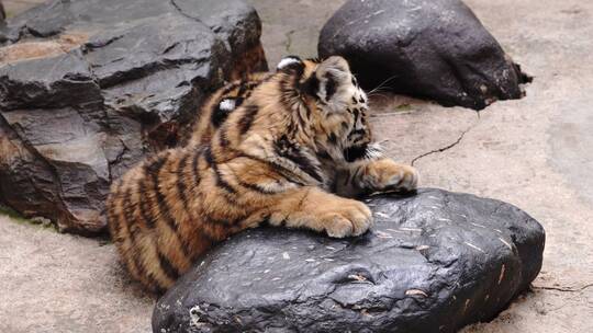 动物园野生动物-老虎/老虎幼崽镜头组