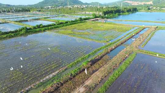 4K120p白鹭湿地乡村农田生态保护