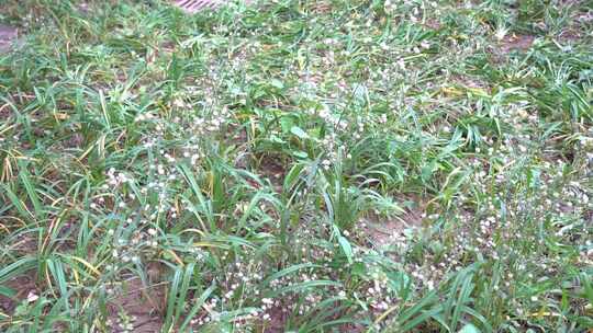 钻野紫菀 野菜 草本植物 菊科 顽固杂草