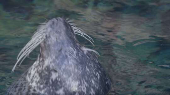 斑点海豹，水族馆，水，意大利