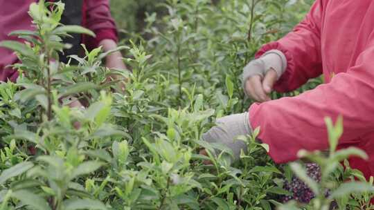 茶农采茶茶园工人正在采摘茶叶