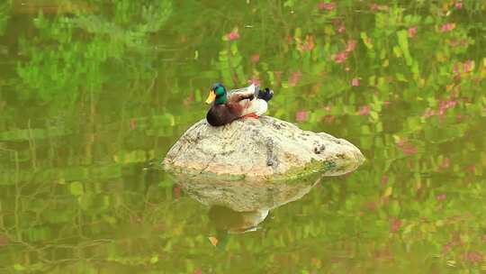 春天阳光下池塘中的鸭子