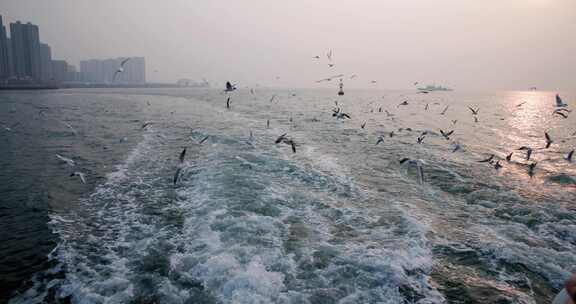 大海海面飞翔的海鸥