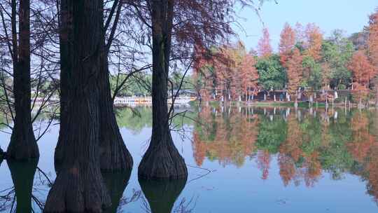 广州番禺大夫山森林公园云岫湖落羽杉红叶