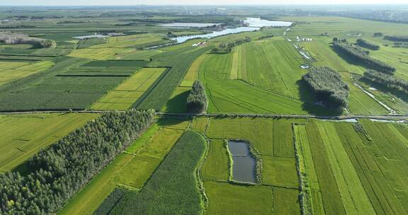 东北嫩江平原即将成熟的水稻田4K航拍