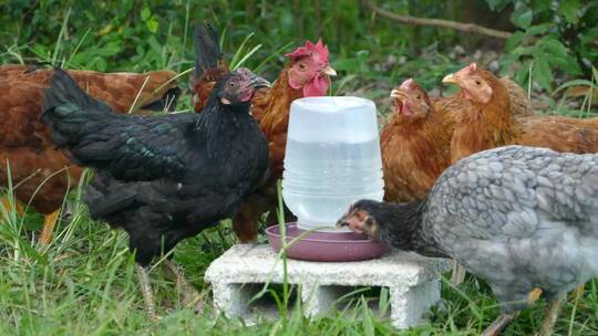 一群在农场喝水的鸡
