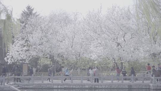 济南五龙潭 百花公园 春日素材视频素材模板下载