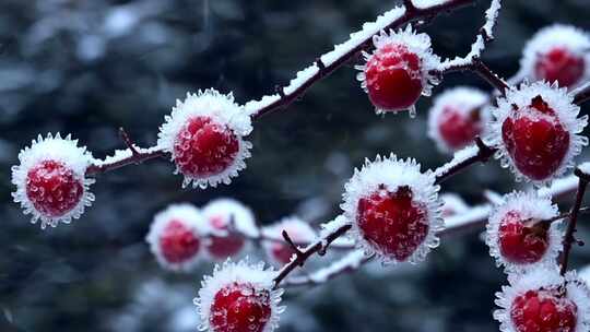 覆霜红色果实特写