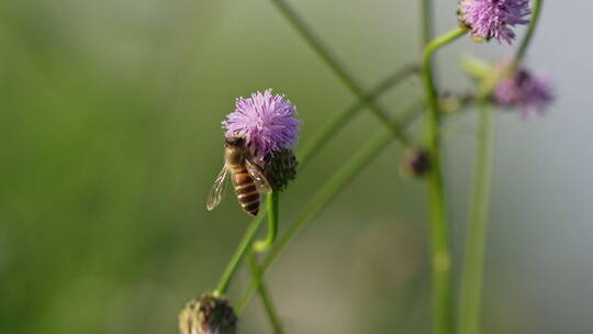 蜜蜂在泥胡菜花朵上采蜜