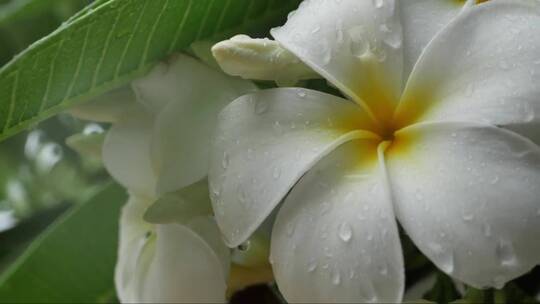 白色的花朵挂满露水