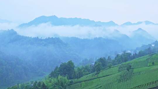 航拍茶园采摘绿茶山脉茶山茶叶云海茶树