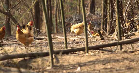 高山竹林山林生态散养鸡养鸡场