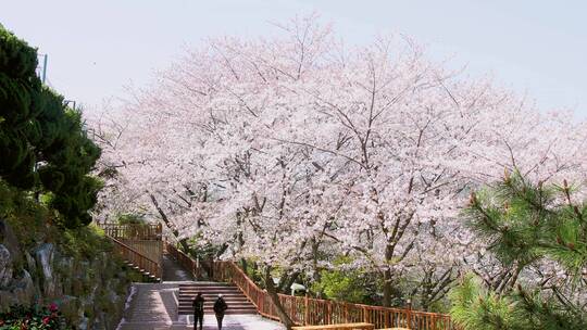 树上盛开的樱花视频素材模板下载