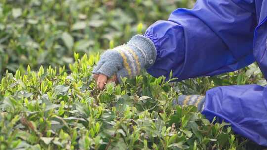 春天茶园采茶女采摘茶叶