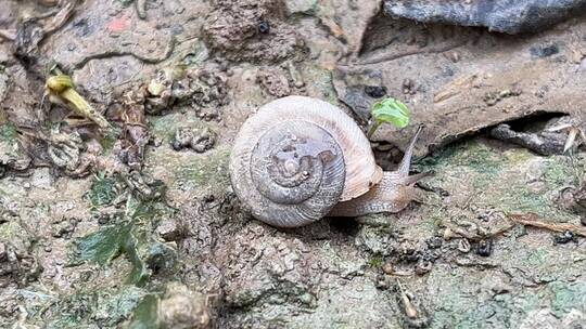 地面上爬行的蜗牛