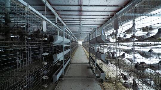 鸽子肉鸽养殖场视频素材模板下载