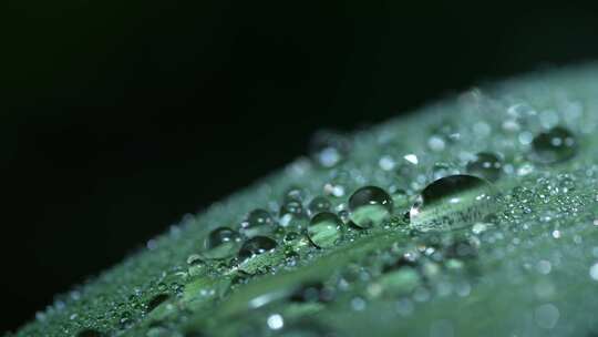 芒草叶片上的水珠露珠视频素材模板下载