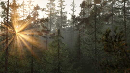 阳光穿过宁静森林中的树木