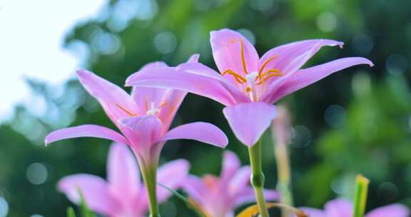 花  野花