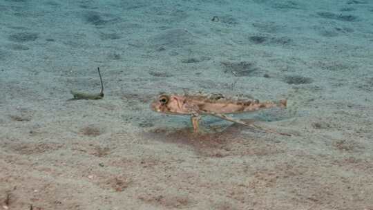 飞行Gurnard，海洋，水下，海底