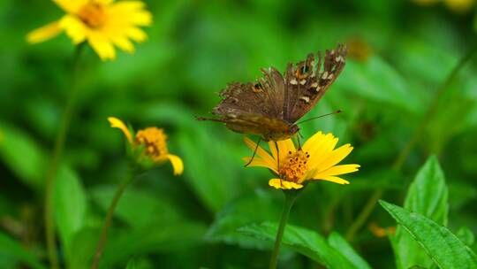 翅膀受损的蝴蝶在采花蟛蜞菊4K超清视频