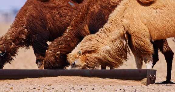高清实拍沙漠骆驼