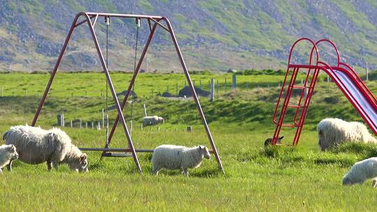草原的羊群