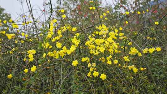 早春迎春花清明花小黄花花簇花瓣花蕊花朵