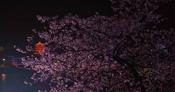 武汉夜景与樱花夜樱景观