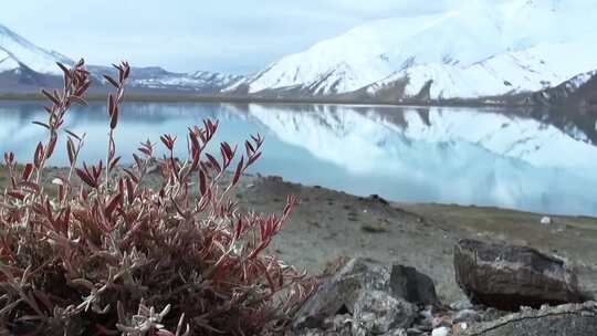 卡拉库尔湖风景喀拉库勒湖雪山风光人文