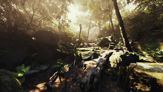 美丽热带丛林的超延时延时摄影