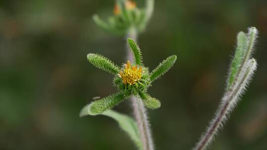 野生植物，常见植物，癞毛子