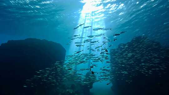 4k阳光透过海面大海里的鱼群海洋生物