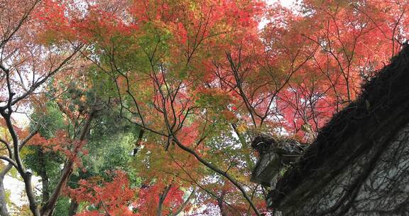 秋天阳光风吹火红枫叶古建筑局部特写