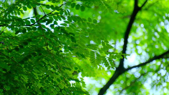 阳光树林树荫 绿色森林 海红豆树 相思树