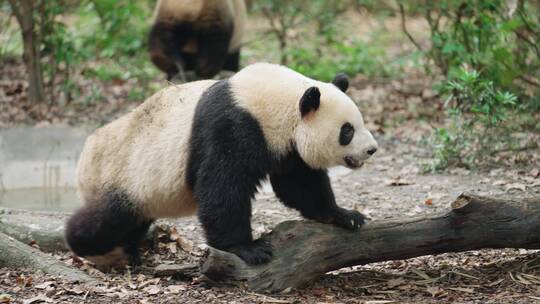 行走散步的大熊猫