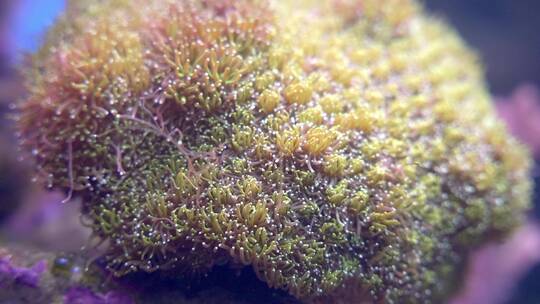 珊瑚种类