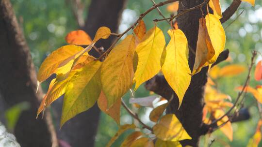 秋天在阳光下摇曳的树叶