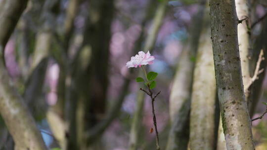 一朵海棠花