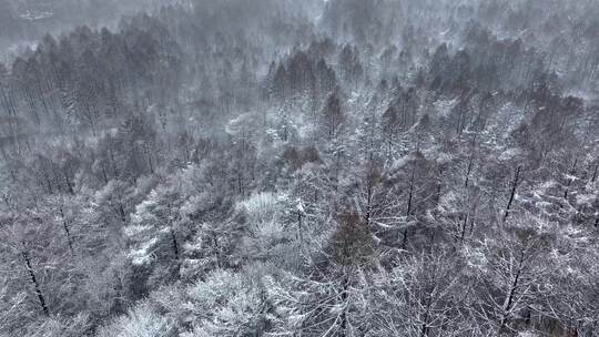 航拍东北下暴雪林海雪原威虎山