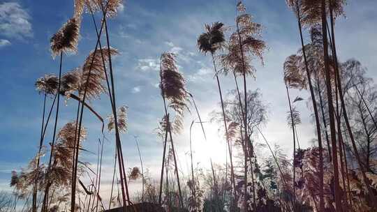 秋冬芦苇在风中摇曳视频素材模板下载